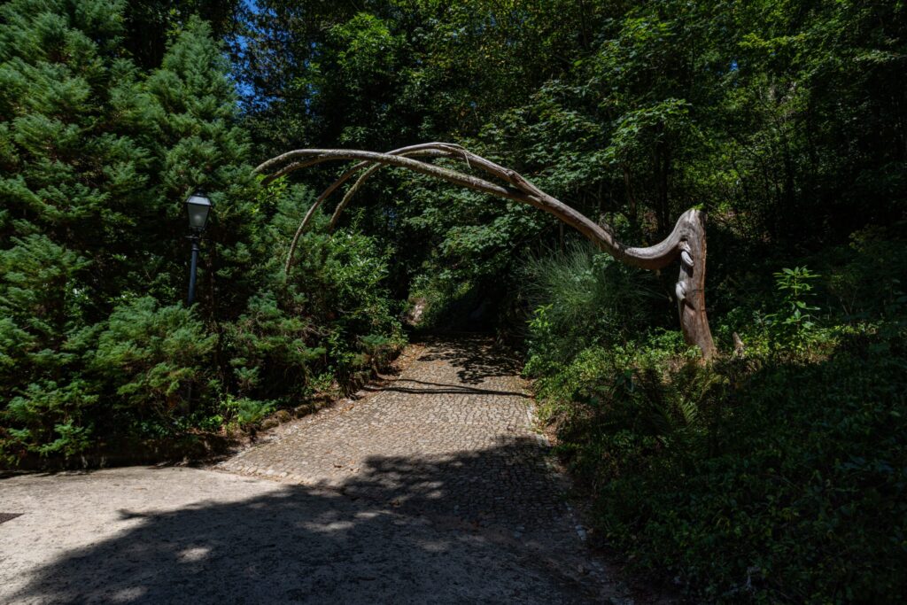 Many unusual trees were seen